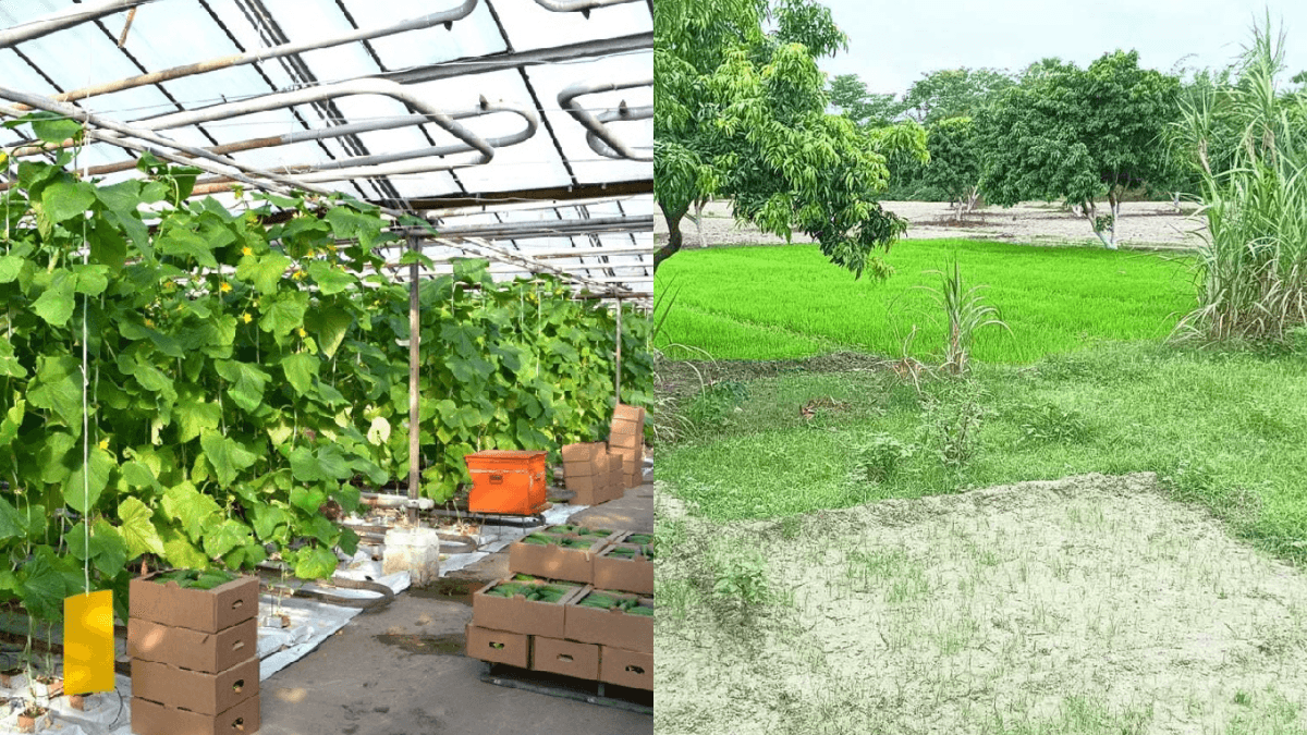 Samastipur Agriculture University News: धान की फसल खतरे में, किसानों को मिला ये नया विकल्प!