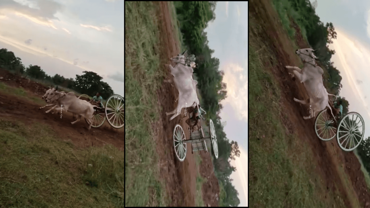 Stunt On Bullock Cart Viral Video: देसी बंदे ने बैलगाड़ी पर किया ऐसा स्टंट कि देखने वालों के होश उड़ गए!